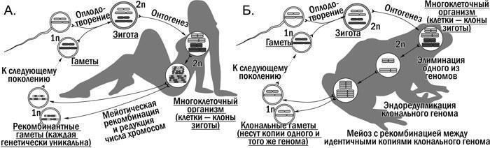 Рис. 1. Порівняння характерного для еукаріот гапло-диплоїдного життєвого циклу з заплідненням та мейозом (А.) і видозміни типового життєвого циклу, характерного для міжвидових гібридів з геміклональним успадкуванням (Б.)\n