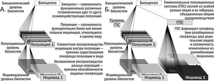 Рис. 2. А. Ієрархія біосистем, типова для еукаріот зі статевим розмноженням, та деякі особливості характерних для них біосистем (глава 1). Б. Видозміни ієрархії біосистем, характерні для гібридогенних комплексів видів з геміклональним успадкуванн