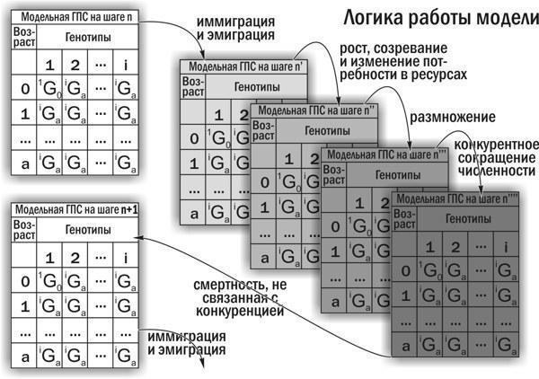 Рис. 9. Пояснення логіки роботи імітаційної моделі\nУ моделі прийнято, що споживання ресурсів пропорційно біомасі особини; динаміку біомаси оцінено з використанням скелетохронології. Наведено пояснення вибору параметрів, що використовуються при м