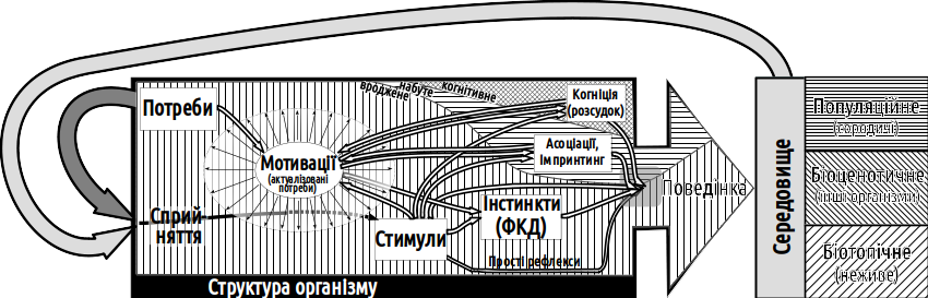 Рис. VI-23.2. Механізми, що забезпечують поведінку високорозвинених тварин, здатних до елементарних когнітивних функцій Настав час обговорити особливості поведінки людини. Які з перерахованих механізмів проявляють себе в її поведінці? Прості рефлекси