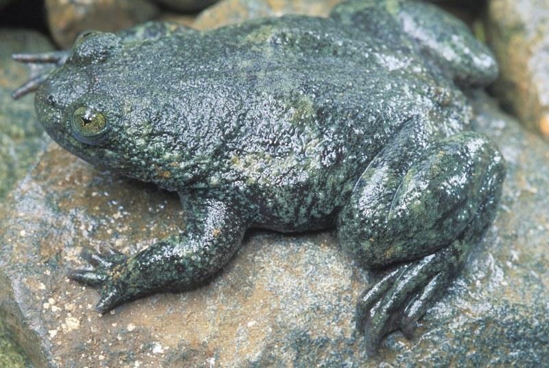 barbourula busuangensis