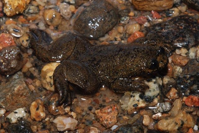 barbourula kalimantanensis
