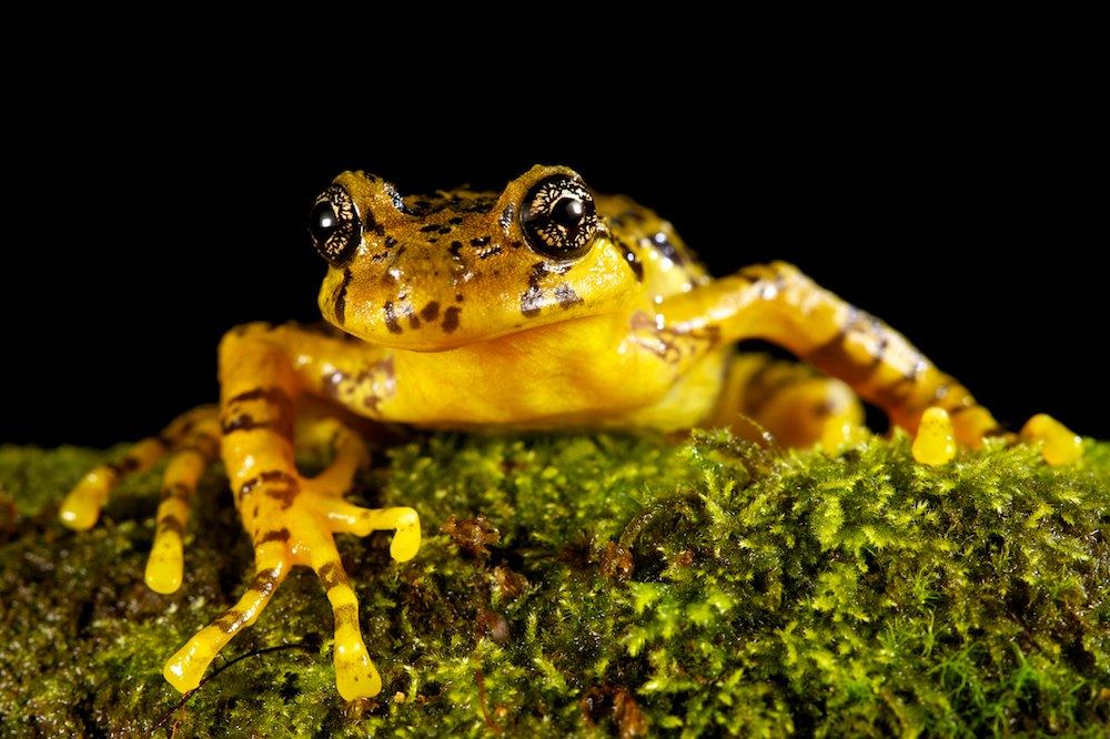 batrachyla antartandica