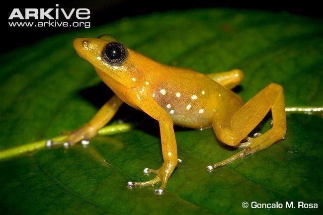 blommersia angolafa on a leaf