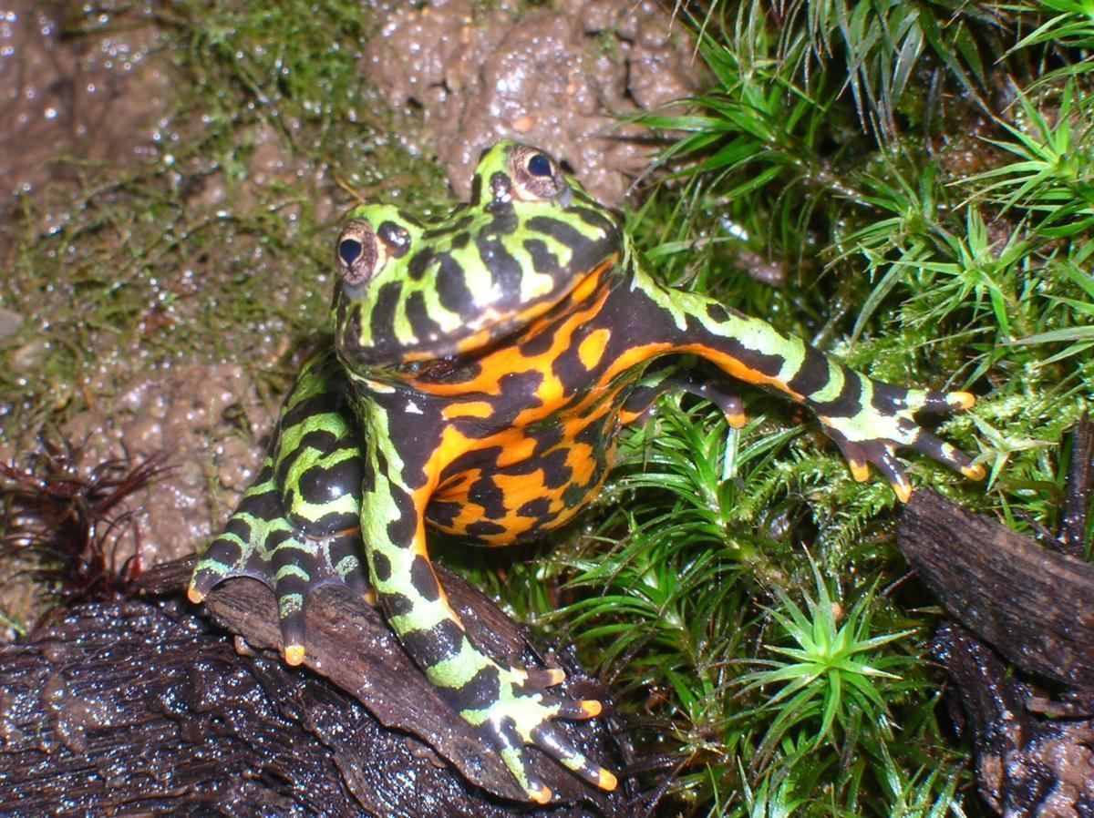 bombina orientalis y.h