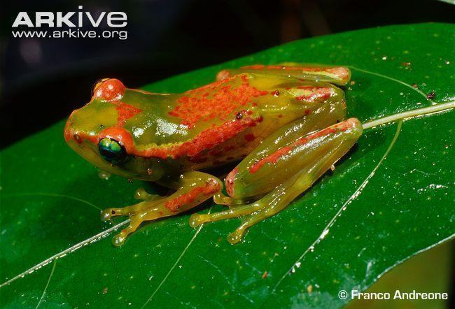 boophis ulftunni on leaf