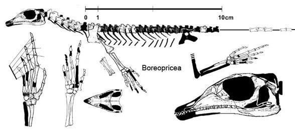 boreopricea588