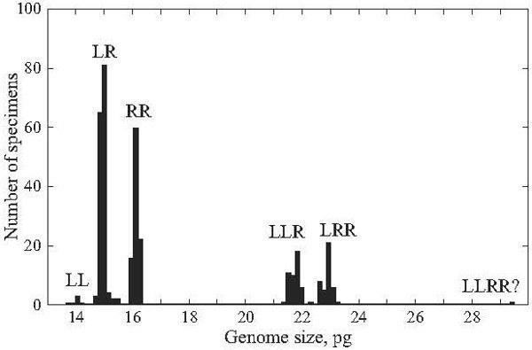 Fig. 4. The distribution of genome size in the Rana esculenta complex of eastern Ukraine according to species, ploidy level, and species genome composition. LL, R. lessonae; RR, R. ridibunda; LR, LLR, LRR, and LLRR?, four groups of hybrid R. escu