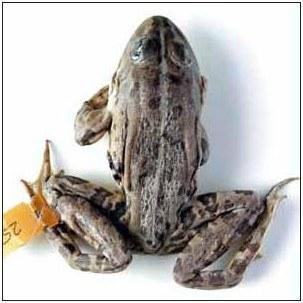 Fig. 8. A triploid male of R. esculenta with the LRR genome composition from Kreidyanka, Kharkov Province. Photo by Dmitry A. Shabanov and Alexey V. Korshunov. Green Frog Composition in Localities The majority of localities, examined in 2002 – 20
