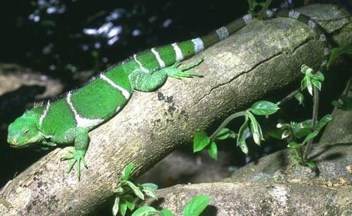 brachylophus vitiensis