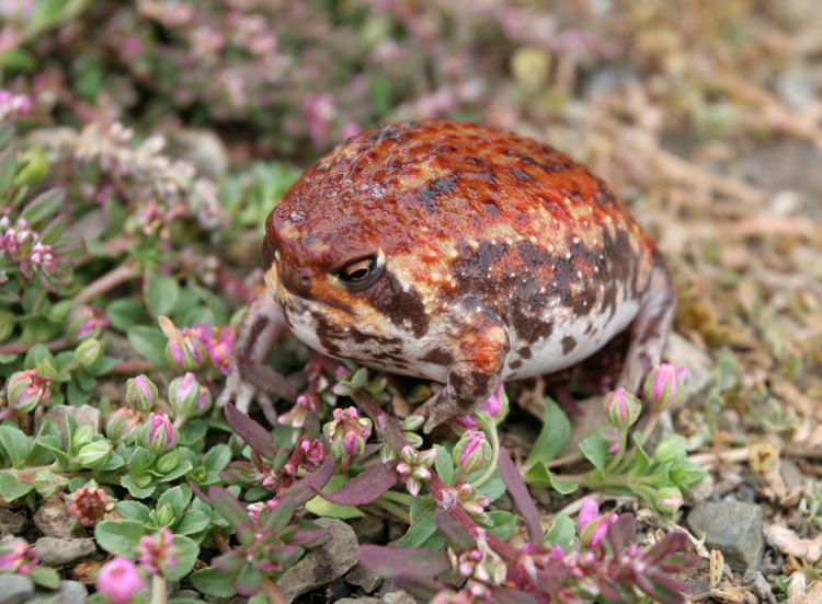 breviceps adspersus
