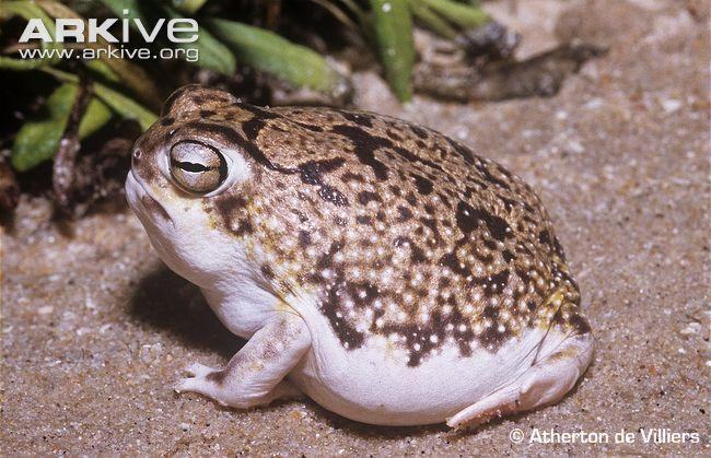 breviceps macrops