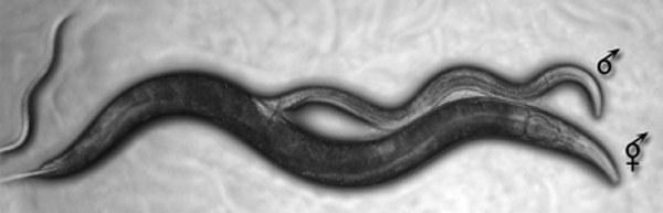caenorhabditis%20elegans 600