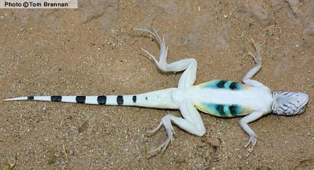 Рис. 1: Ареал родини Phrynosomatidae Рис 2-3: Відсутність вушних отворів у Cophosaurus texanus та Holbrookia lacerata Рис 4-5: Захисний механізм Phrynosoma solaris та її зовнішній вигляд Рис. 6-7: Зовнішній вигляд Callisaurus draconoides