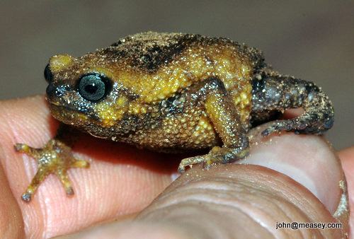 callulina dawida