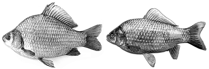 carassius1