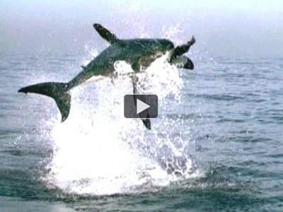 carcharodon