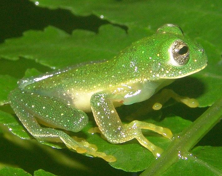 centrolene altitudinale