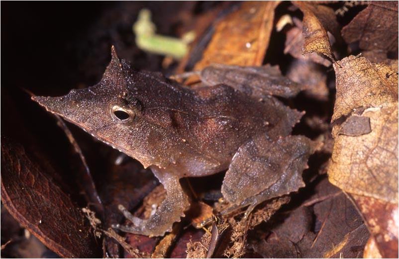ceratobatrachus guentheri