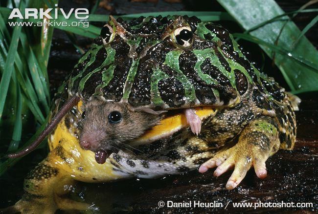 ceratophrys ornata