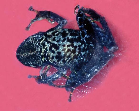 ceuthomantis smaragdinus1