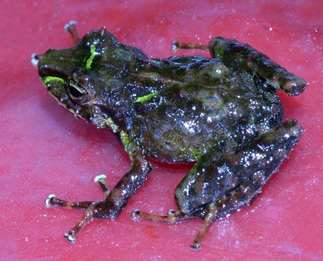 ceuthomantis smaragdinus