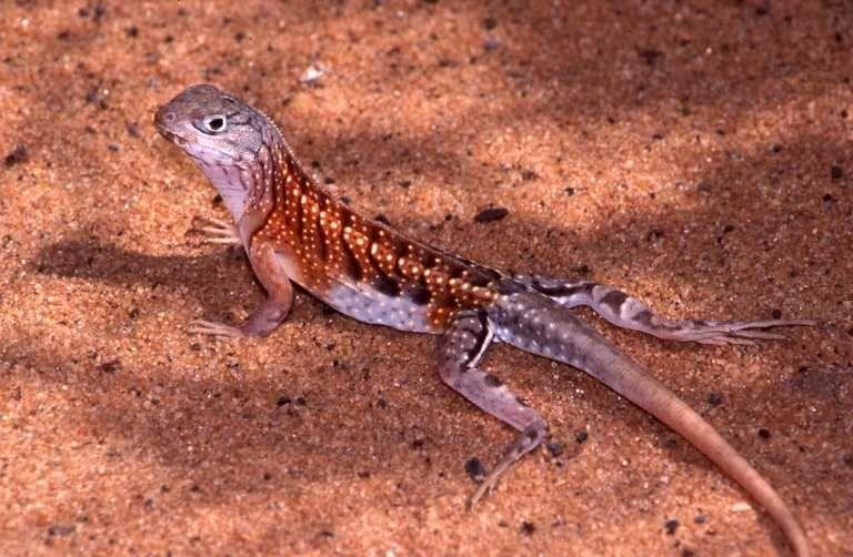 Рис. 1: Oplurus cuvieriРис. 2: Oplurus fierinensiРис. 3: Oplurus cyclurusРис. 4: Oplurus grandidieriРис. 5: Oplurus quadrimaculatusРис. 6: Oplurus saxicolaРис. 7: Chalarodon madagascariensis