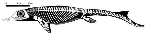 chaohusaurus588