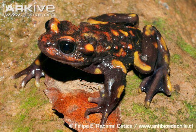 chile mountains false toad tel venustus