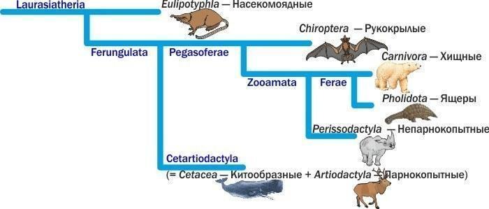 cladogramm