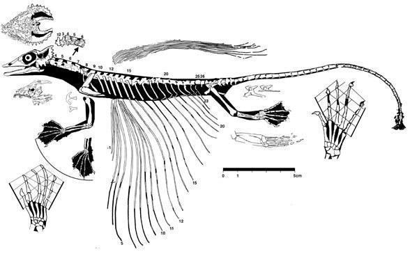 coelurosauravus588
