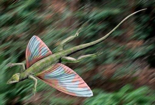 coelurosauravus bw