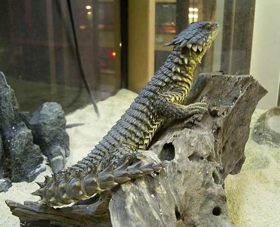 cordylus 20giganteus