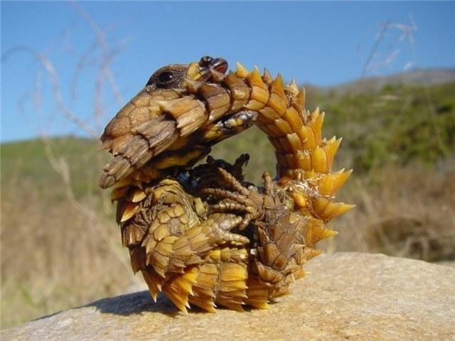 cordylus cataphractus