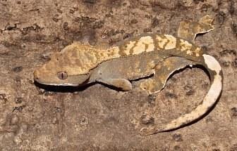 correlophus ciliatus
