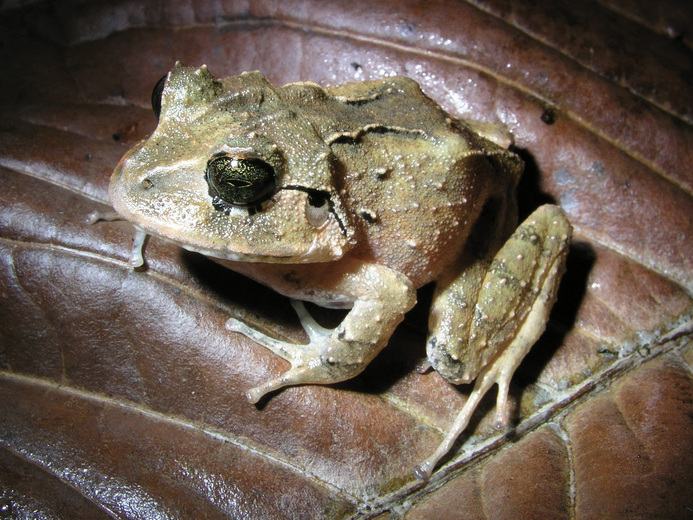 craugastor megacephalus
