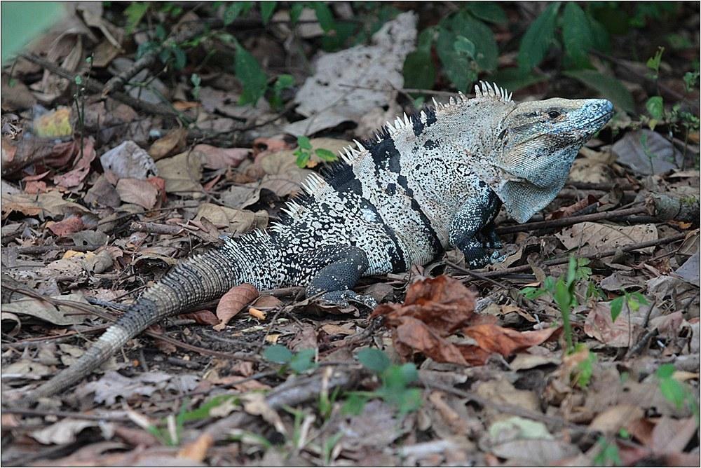 ctenosaura similis