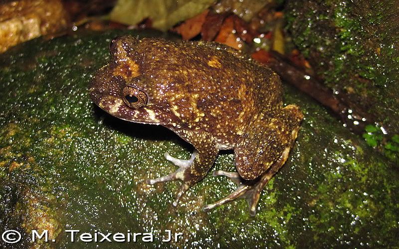 cycloramphus boraceiensis