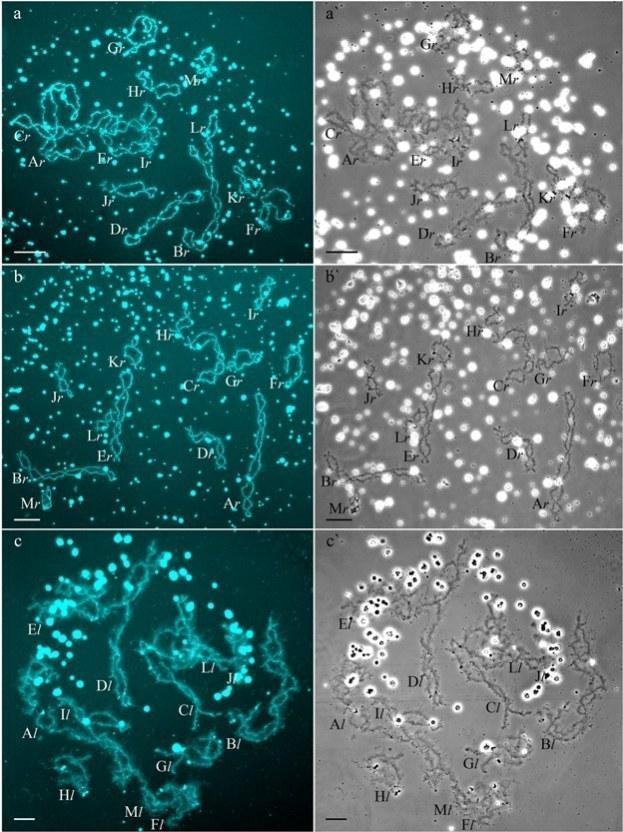 Fig 1. Typical lampbrush chromosome sets from oocytes of triploid hybrid frogs with RRL and LLR genotypes and diploid hybrid frog with RL genotype.
