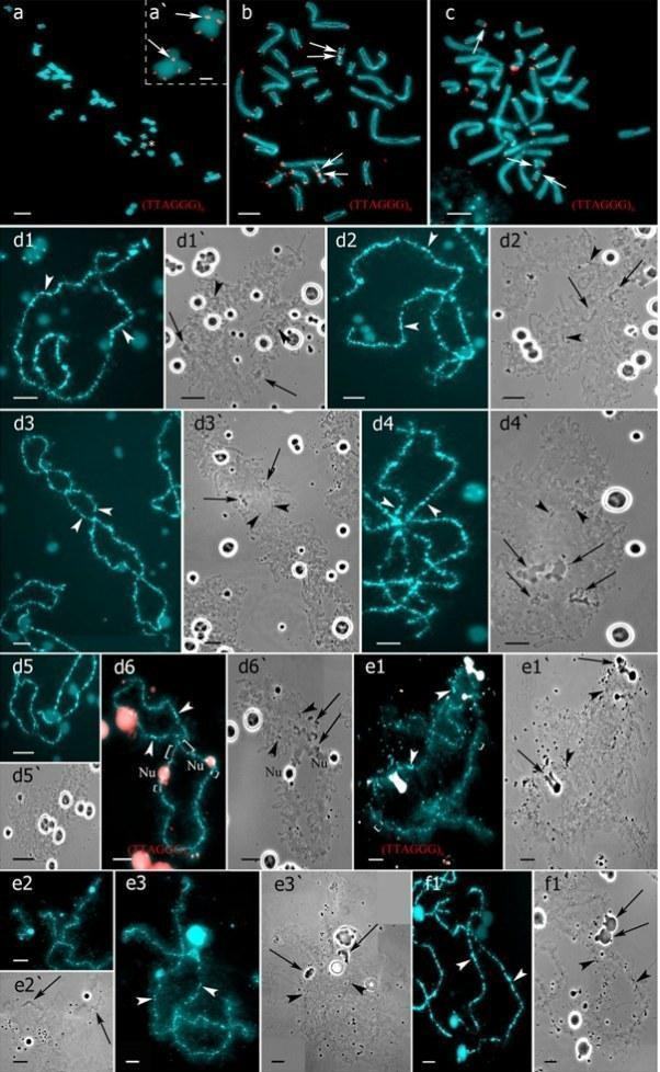 Fig 2. Interstitial (TTAGGG)n repeat sites mapping allows to identify parental chromosomes in oocytes of hybrid frogs.