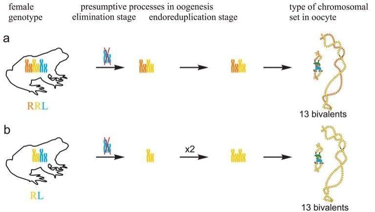 Fig 3. Suggested mechanisms of oogenesis typical for triploid hybrid frogs with RRL genotype and diploid hybrid frogs. Two females with RLX genotype produced oocytes with unusual chromosomal sets. In one triploid female with RLX genotype (S1 Tab