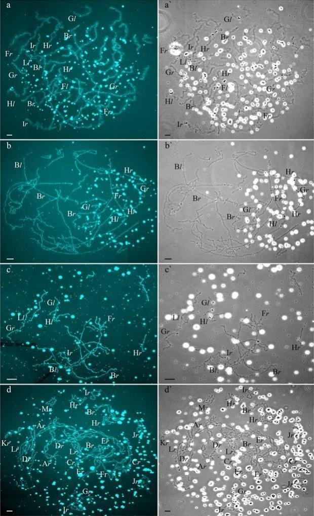 Fig 4. Unusual lampbrush chromosome sets from oocytes of triploid hybrid frogs with RRL genotype and two diploid hybrid frogs.