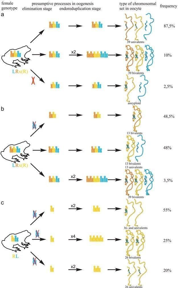 Fig 5. Suggested additional mechanisms of oogenesis in two triploid frogs with RRL genotype and one diploid hybrid frog. For another unusual triploid with RLX genotype, most likely RRL genotype, we obtained 29 oocytes (S1 Table). We found that 1