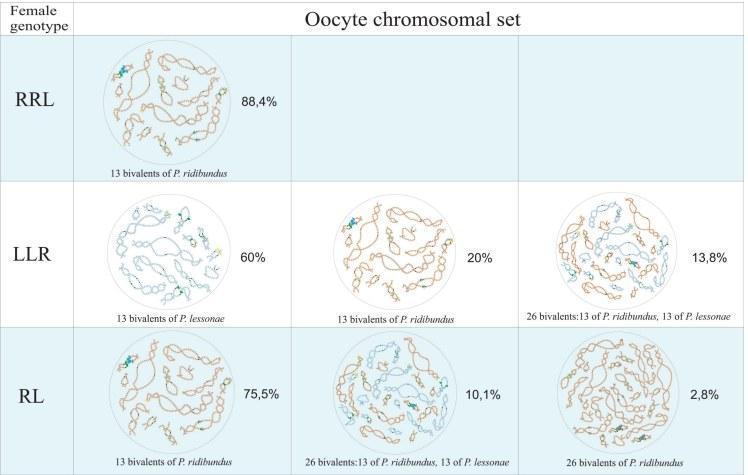 Fig. Chromosome sets of oocytes from females with different genotypes presumably contributing in maintenance of R-E type population systems. Triploid hybrids with RRL genotype produce oocytes with 13 bivalents corresponding to P. ridibundus chrom