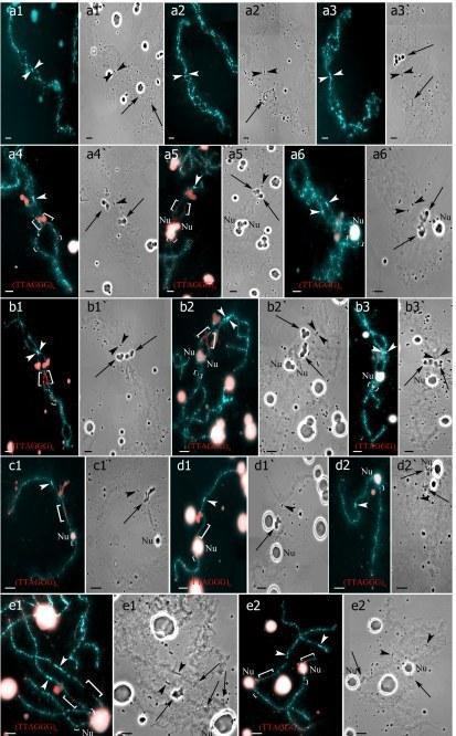 Fig. Individual chromosome identification in unusual lampbrush chromosome sets. Identification of individual lampbrush chromosomes from chromosome sets with 39 bivalents (a1–b3`) and 39 univalents (c1–d2`) from triploid frog with RRL genotype and
