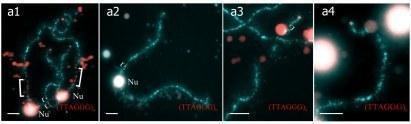 Fig. Individual chromosome identification in aneuploid lampbrush chromosome set obtained from oocytes of triploid hybrid frog with RRL genotype. (a1,a2) Bivalent corresponding to P. ridibundus lampbrush chromosome H (a1) and univalent correspondi