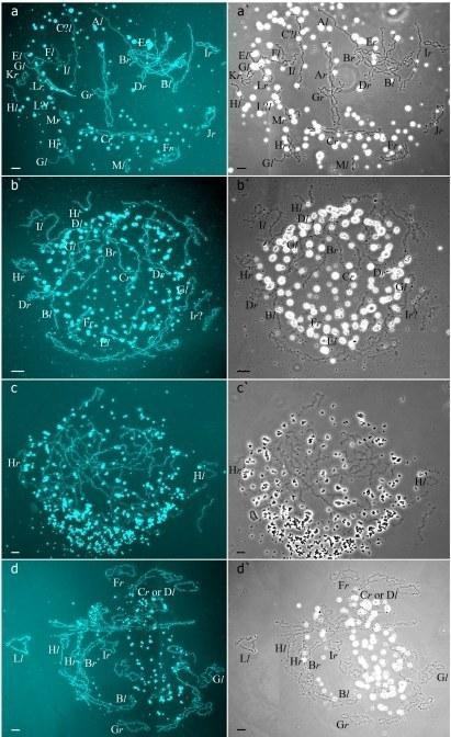 Fig. Individual chromosome identification in aneuploid lampbrush chromosome set obtained from oocytes of triploid hybrid frog with RRL genotype. (a1,a2) Bivalent corresponding to P. ridibundus lampbrush chromosome H (a1) and univalent correspondi