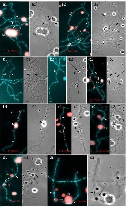 Fig. Individual chromosome identification in lampbrush chromosome sets with univalents and bivalents. Lampbrush chromosomes from chromosome sets with 13 bivalents and 13 univalents (b1–b4`) from oocytes of triploid hybrid with RRL genotype, 26 bi