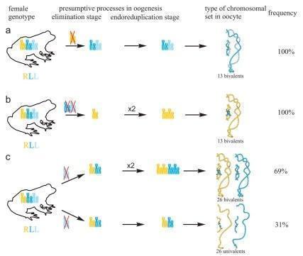 Fig. Lampbrush chromosomes corresponding to P. ridibundus (c1,c1`) and to P. lessonae (c2,c2`) lampbrush chromosome H were taken from full lampbrush chromosome set represented on Fig 4c,c`. Univalents corresponding to P. ridibundus lampbrush chro