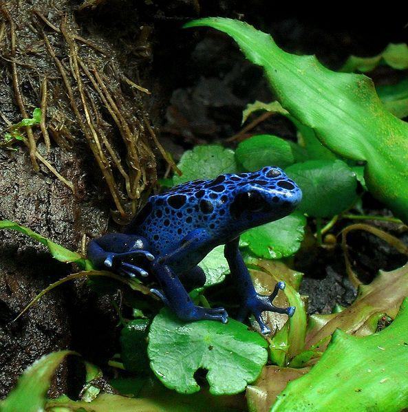 dendrobates tinctorius